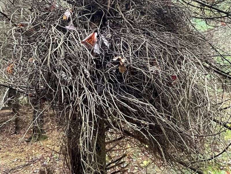 Witch's Broom Growth