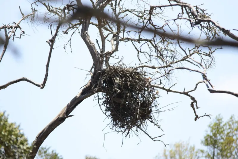 Raptor Nests