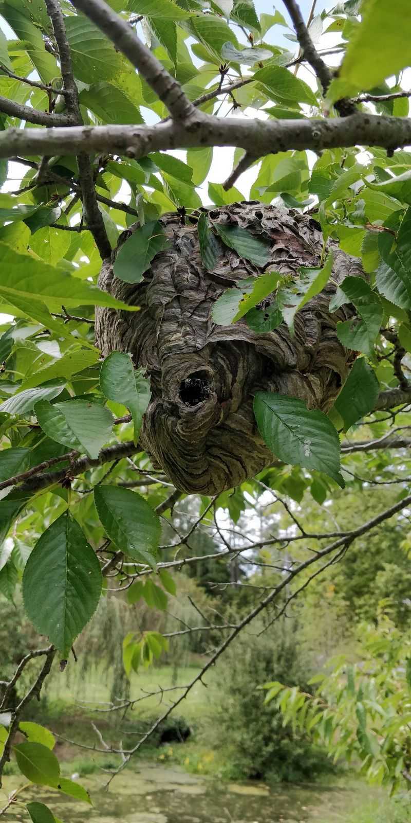 Paper Wasp Nests