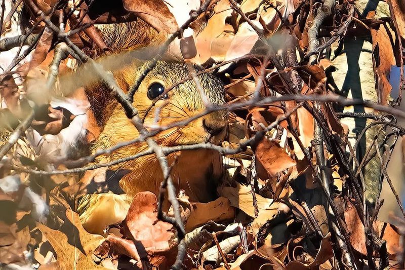 Bird Nests From Last Season