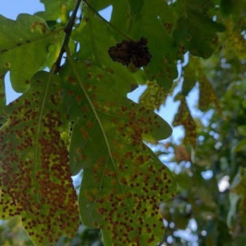 Leaf Galls Formed By Tiny Insects