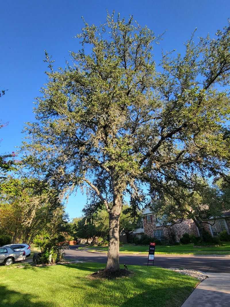 Ball Moss Isn't Actually Moss