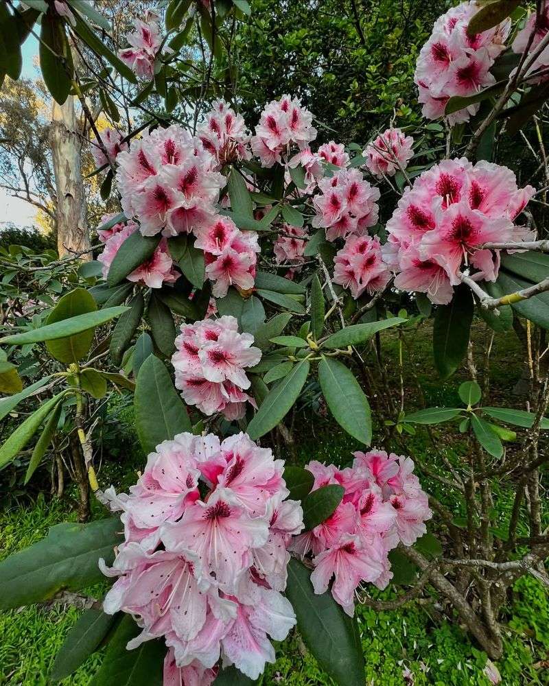 Consider Bloom Times Carefully