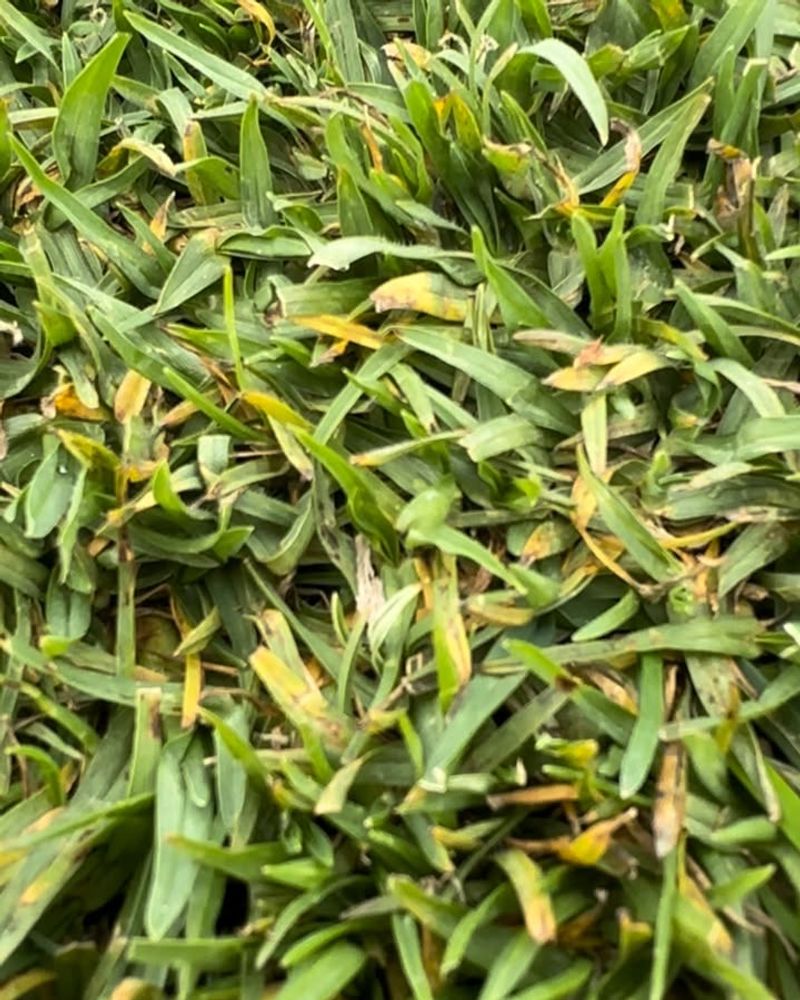 Fights Fungal Lawn Diseases