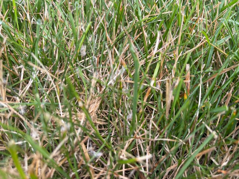 Fighting Fungal Growth Effectively