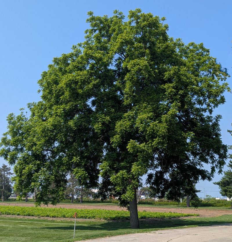 Black Walnut