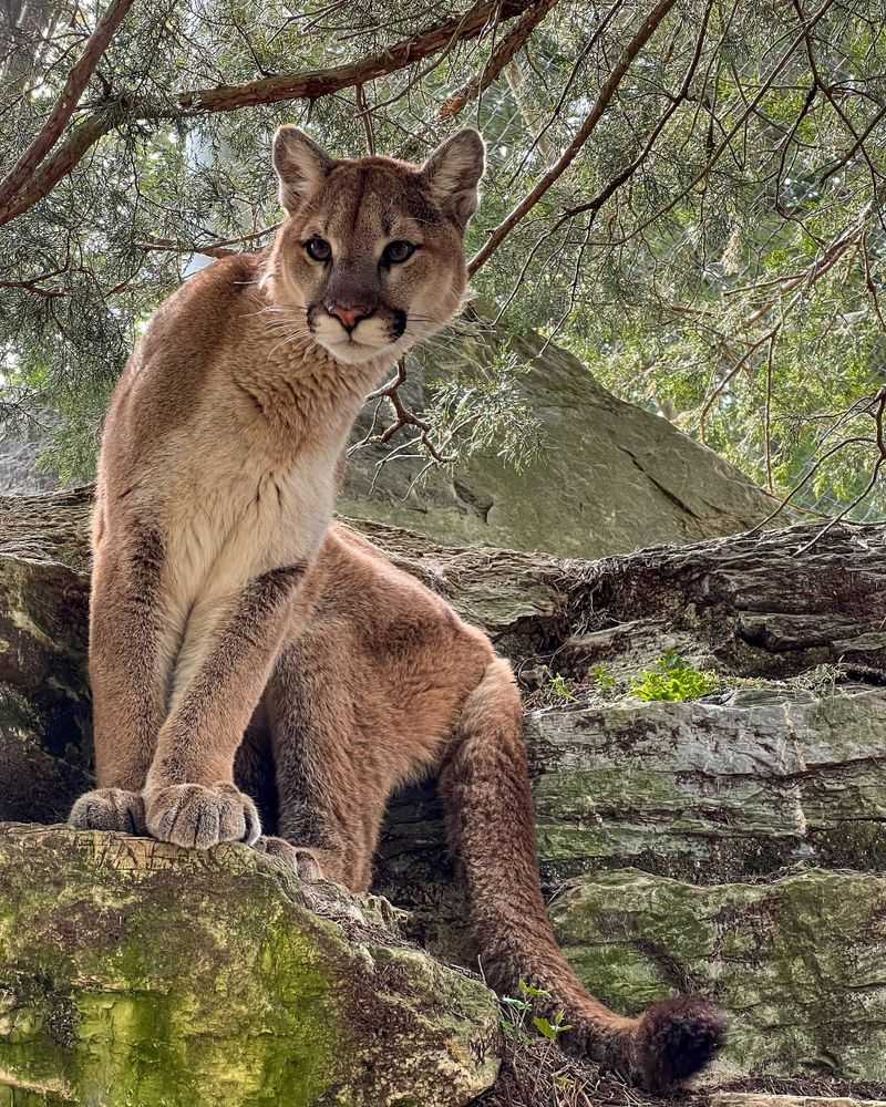 Mountain Lion