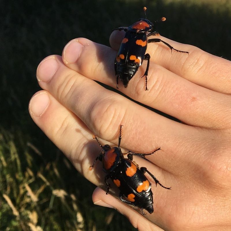 American Burying Beetle