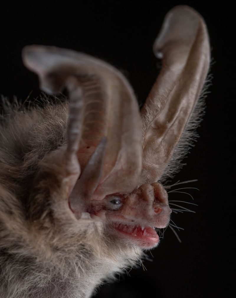 Ozark Big-Eared Bat