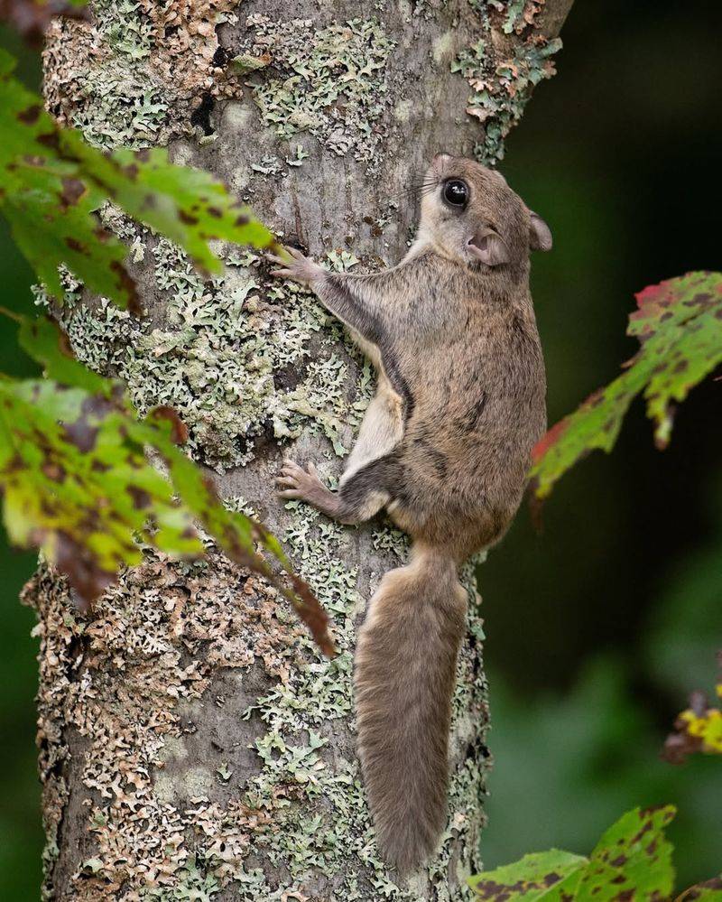 Northern Flying Squirrel
