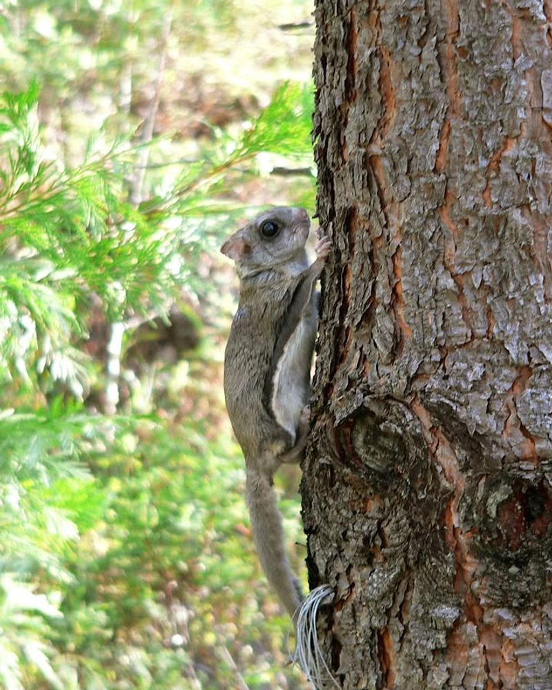 Northern Flying Squirrel