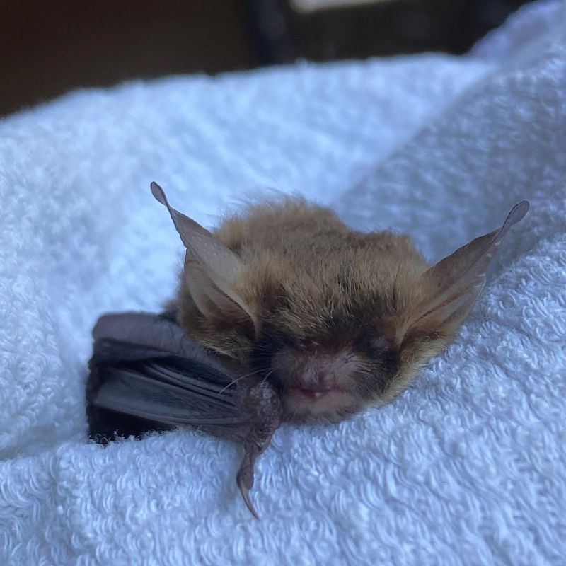 Northern Long-Eared Bats