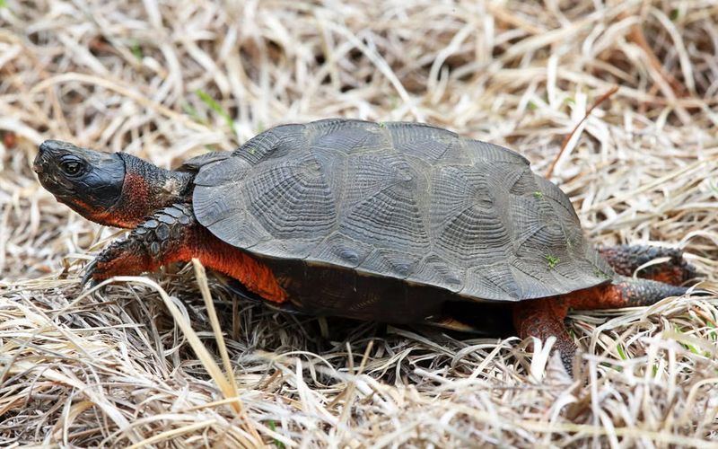 Wood Turtles
