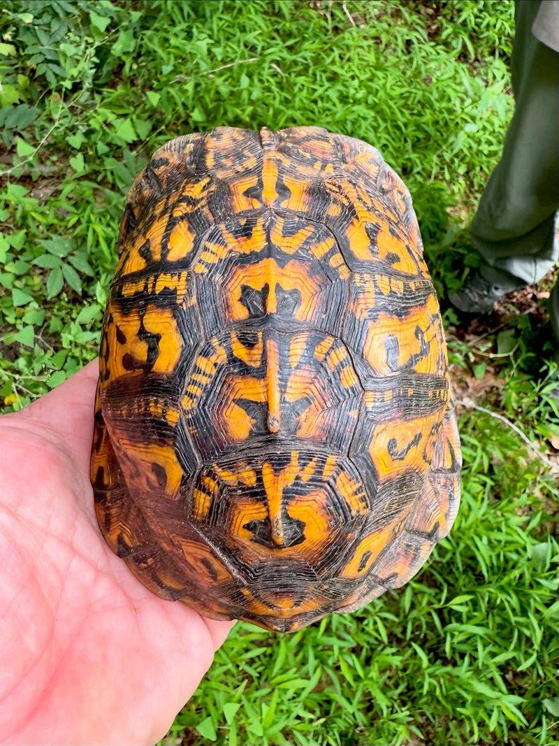 Eastern Box Turtles