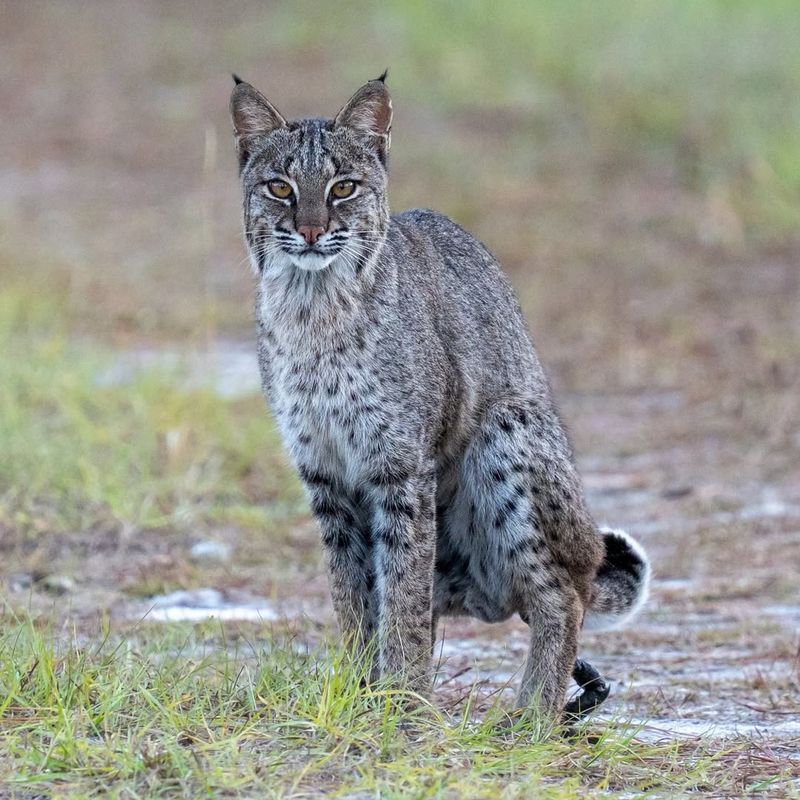 Bobcats