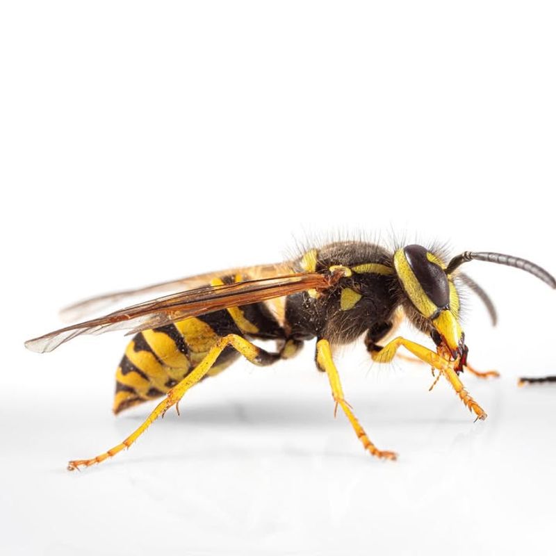 Yellow Jacket Wasp