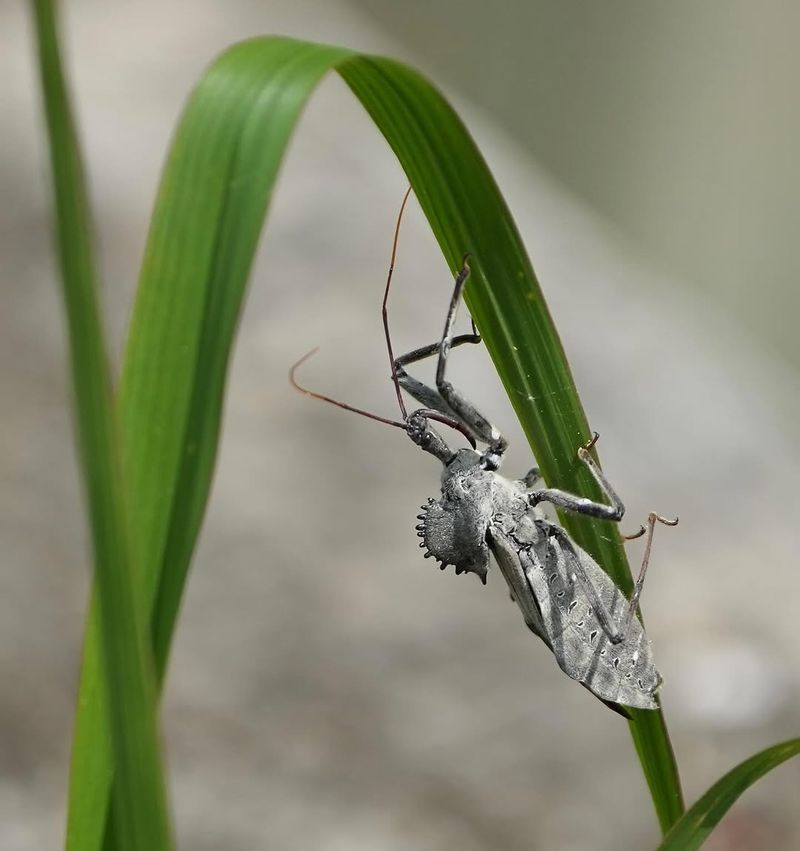 Wheel Bug