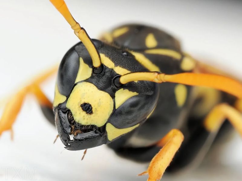 Paper Wasp
