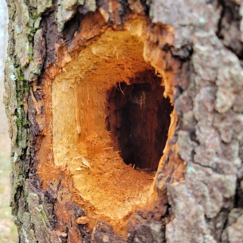 Abandoned Woodpecker Cavities
