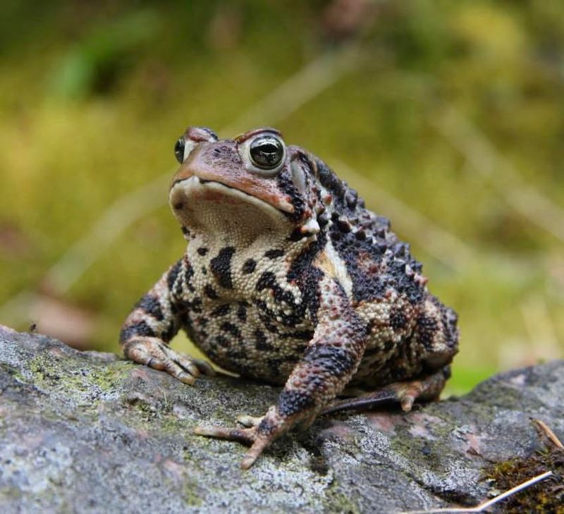 Eastern American Toad