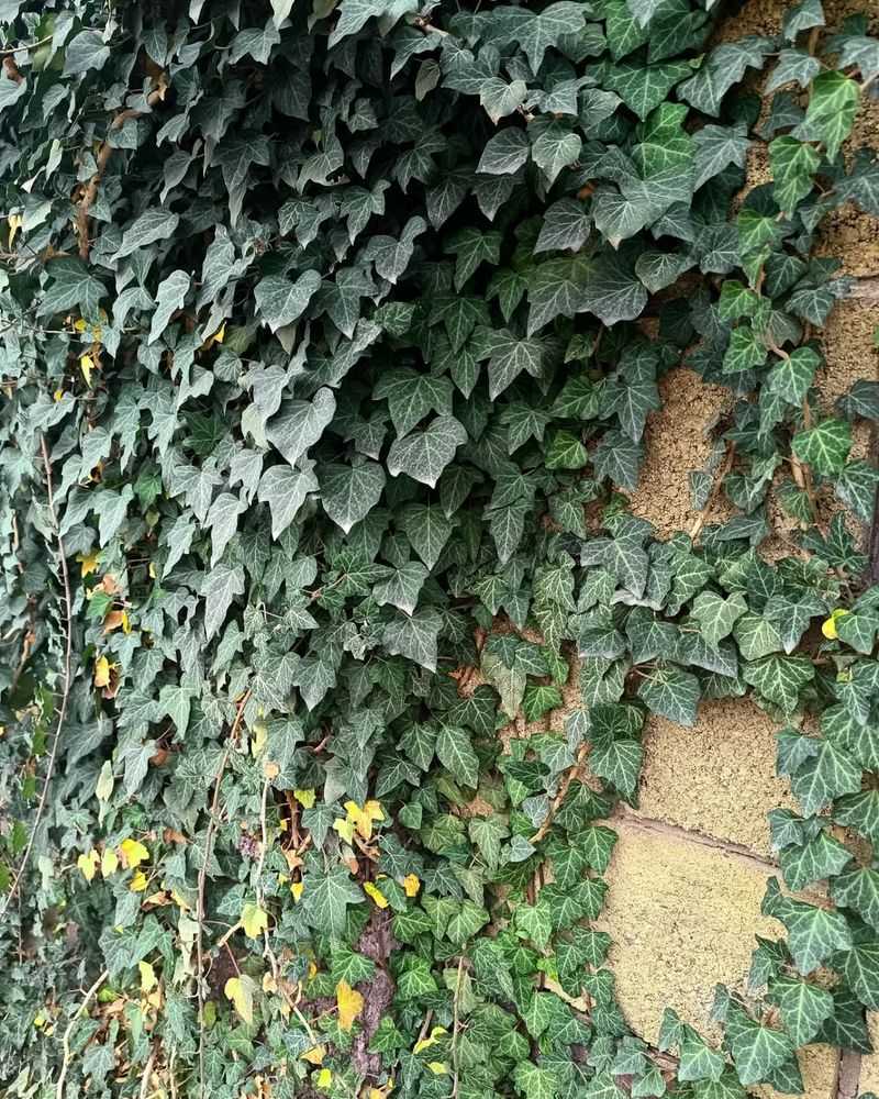 Thorndale Ivy (Hedera helix 'Thorndale')