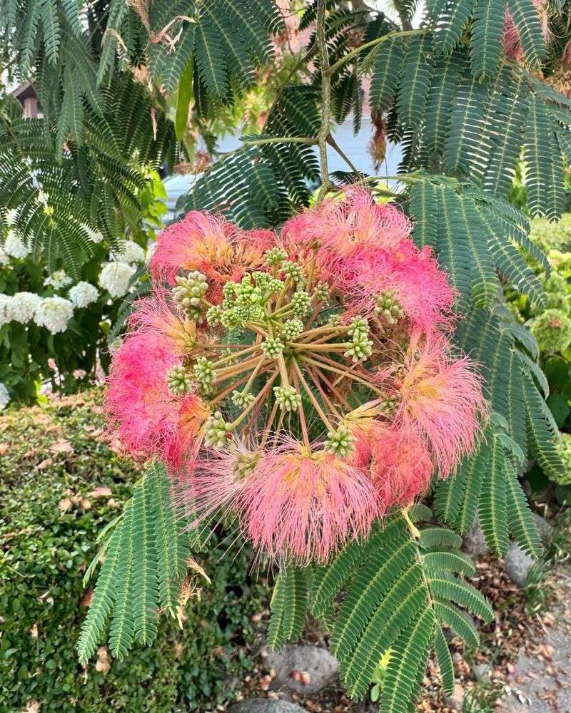Mimosa Tree