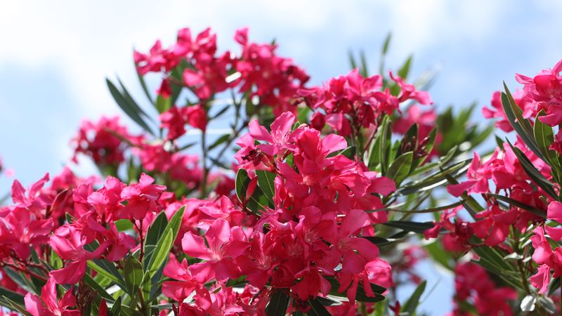Oleander Plants From Infested Zones