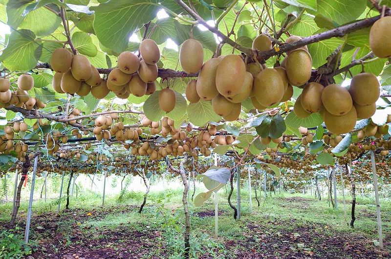 Kiwi Vines