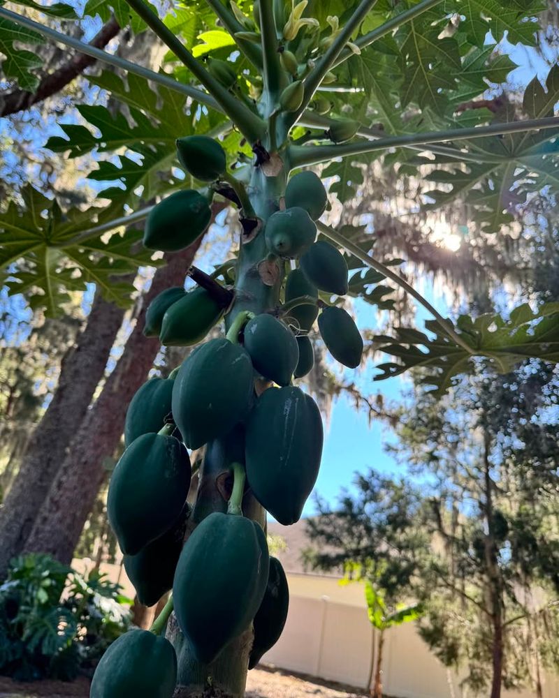 Papaya Trees