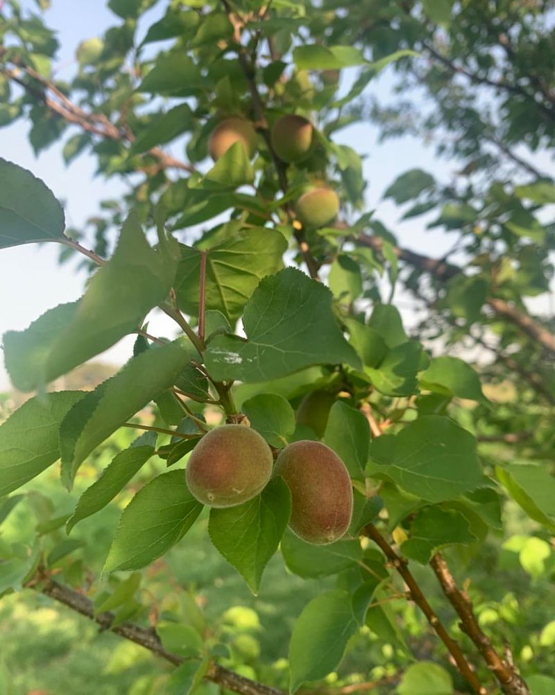 Apricot Trees