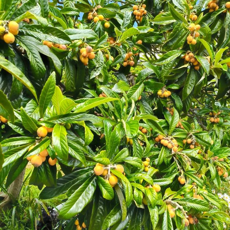 Loquat Trees