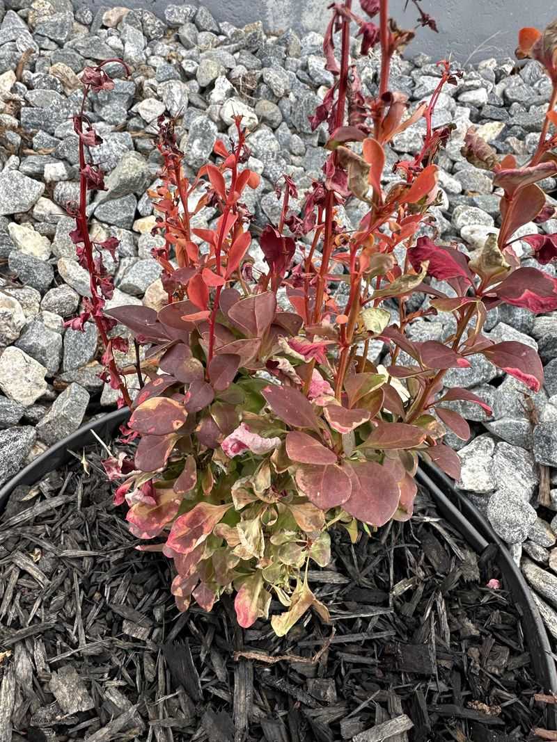 Wildlife Carriers Congregate Around Barberry