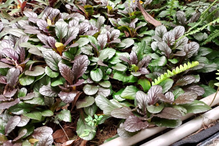 ajuga plant ground cover
