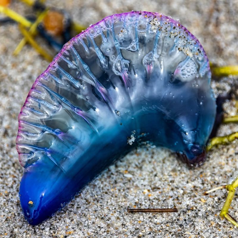 Portuguese Man O' War