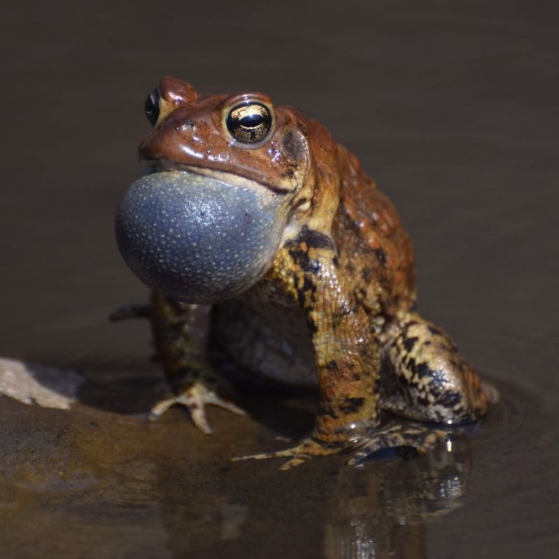 American Toad
