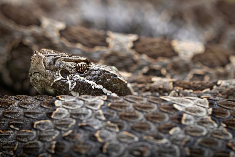 Massasauga Rattlesnake