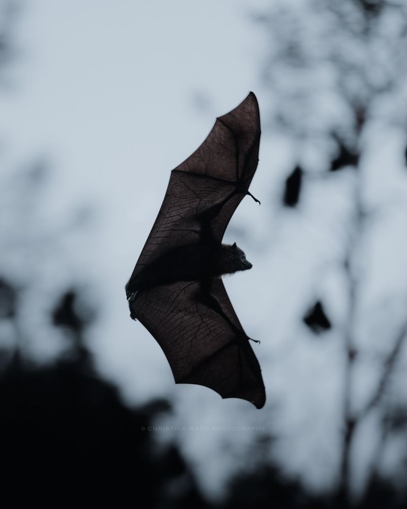 Bats