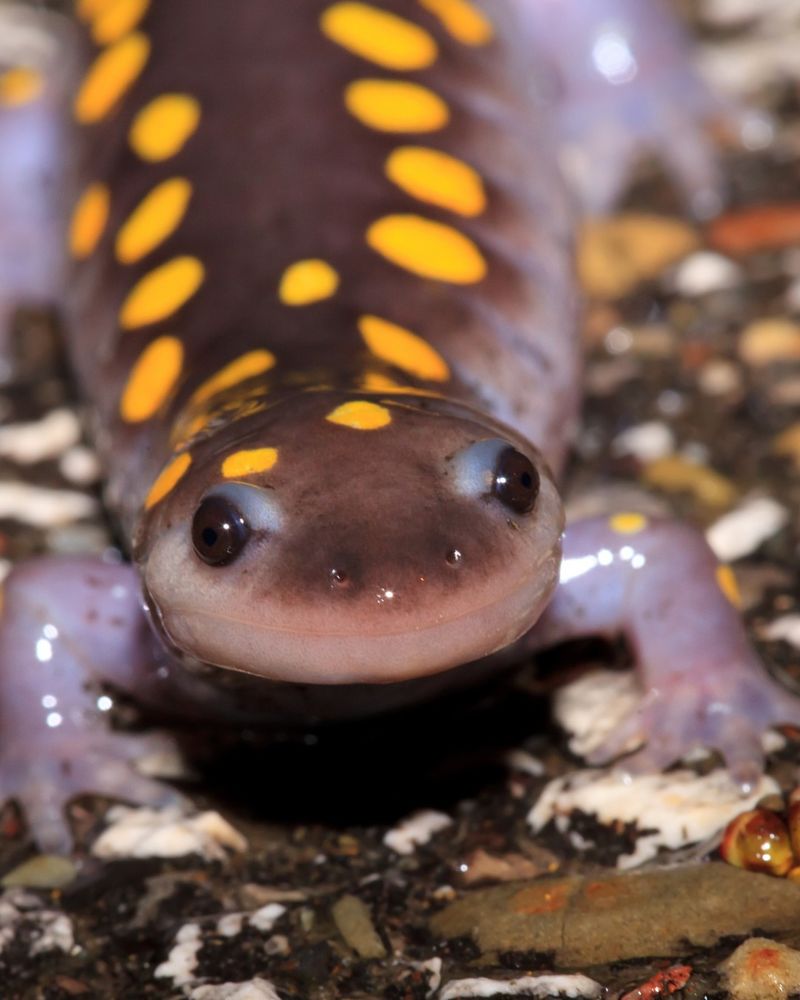 Spotted Salamanders
