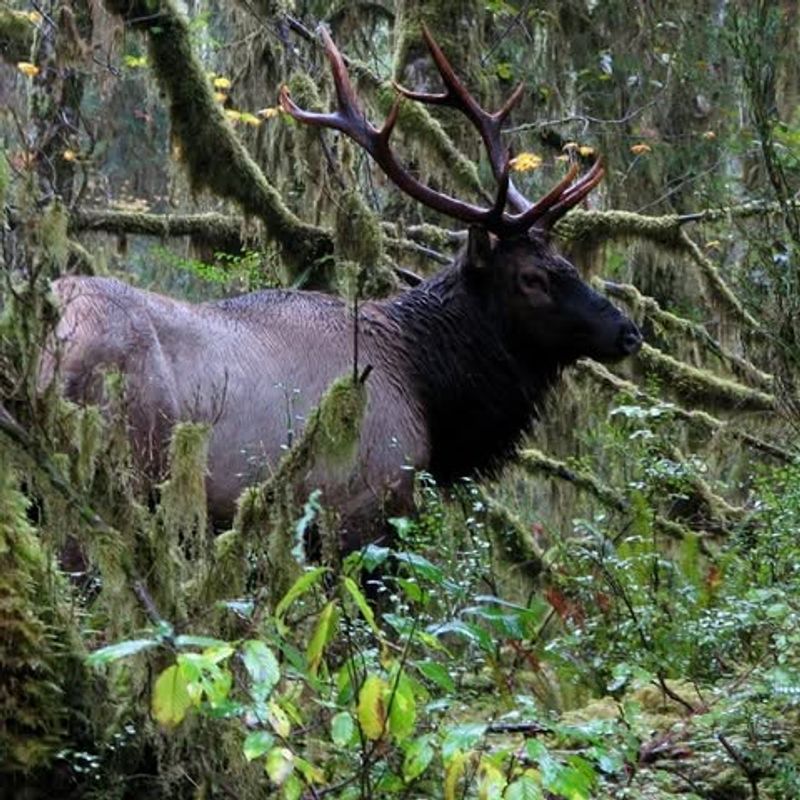 Roosevelt Elk