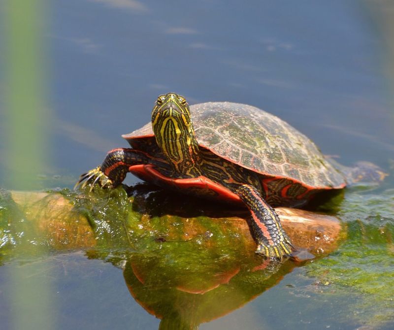 Western Painted Turtle