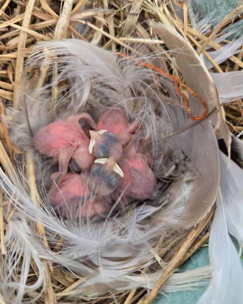 Carolina Wren (Thryothorus ludovicianus)