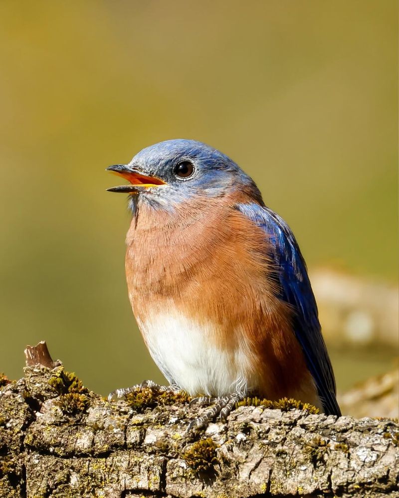 Eastern Bluebird