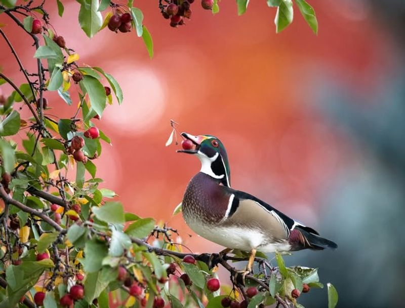Wood Duck