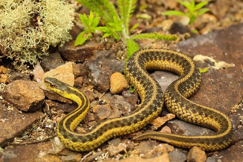 Eastern Garter Snakes