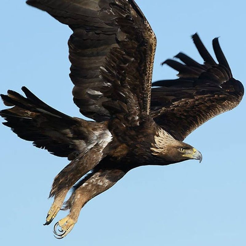 Golden Eagles