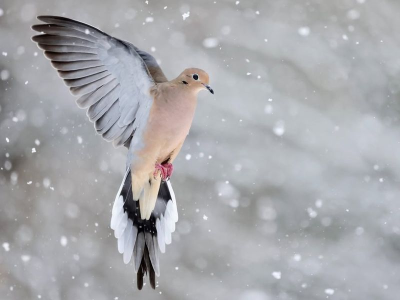 Mourning Doves