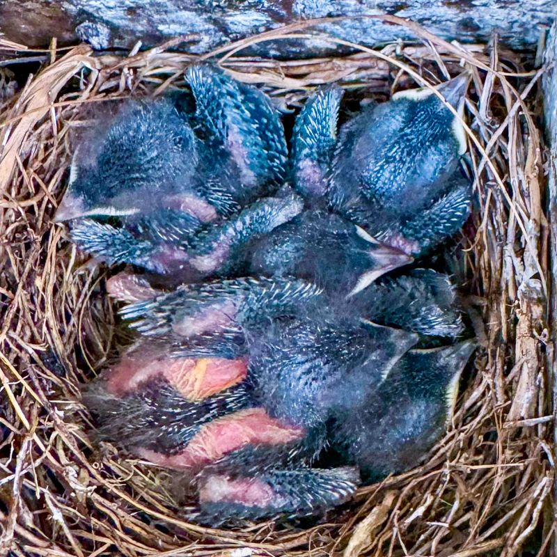 Nesting Bluebirds In Your Garden
