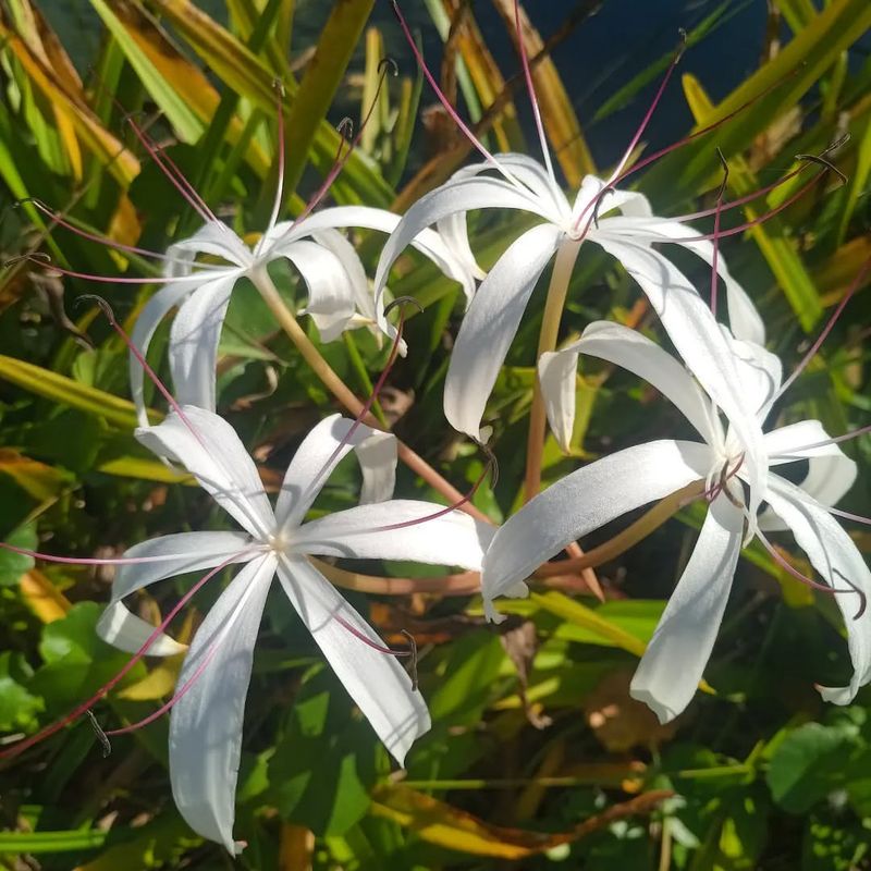 Swamp Lily (Crinum americanum)