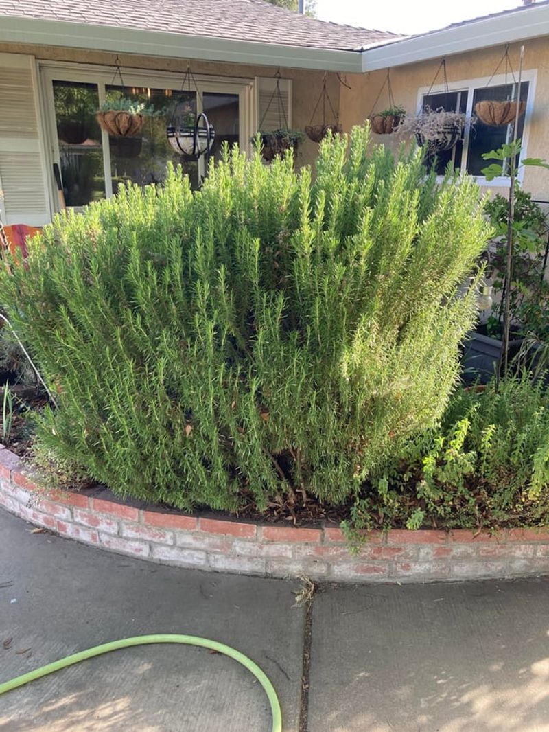 Low Maintenance And Drought Tolerant