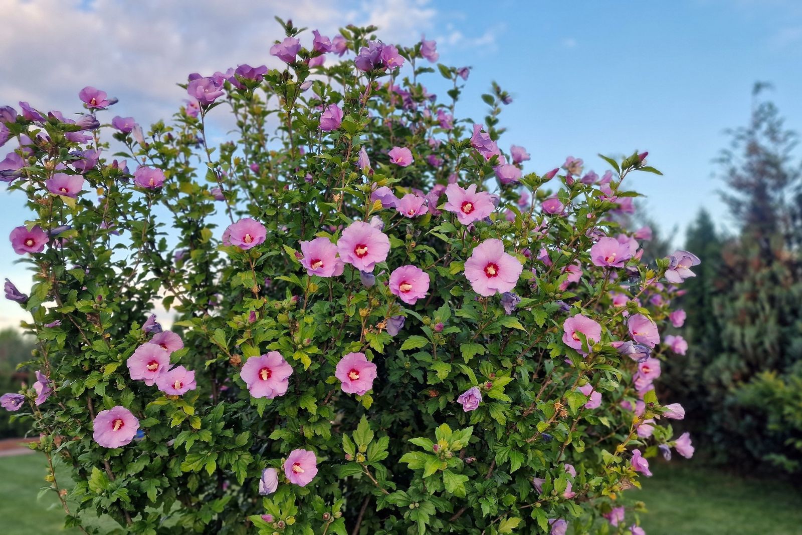 9 Beautiful Flowering Shrubs To Plant Instead Of Hydrangeas